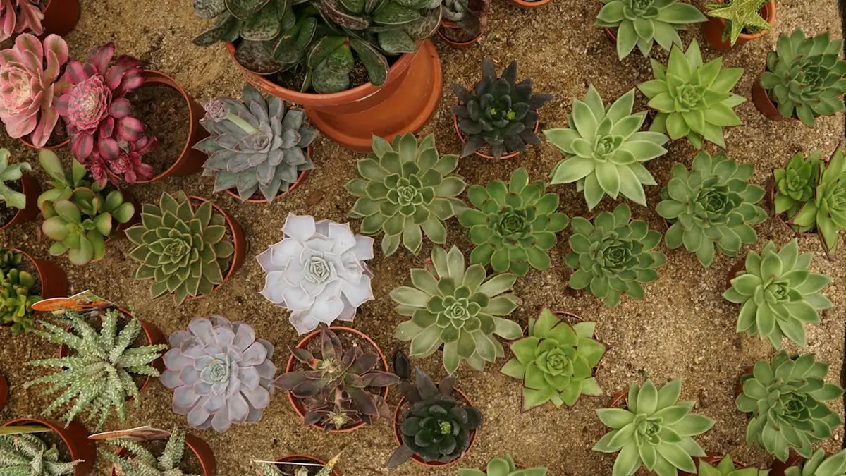 Huit plantes qui pardonnent tout